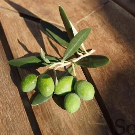 Elaia Mirtila 50m From Sea Agios Dimitrios (Evia)