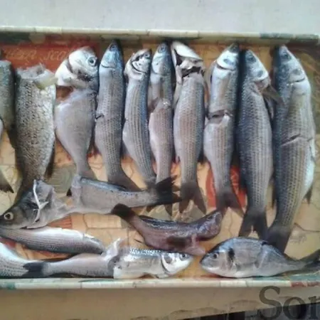 Elaia Mirtila 50m From Sea Agios Dimitrios (Evia)